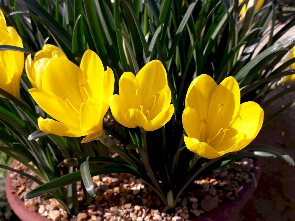 winter daffodil Angustifolia Group