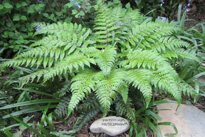 Japanese lace fern