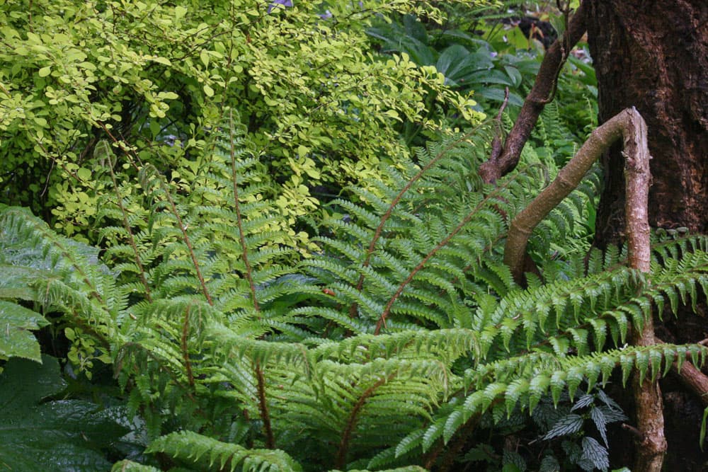 Japanese lace fern