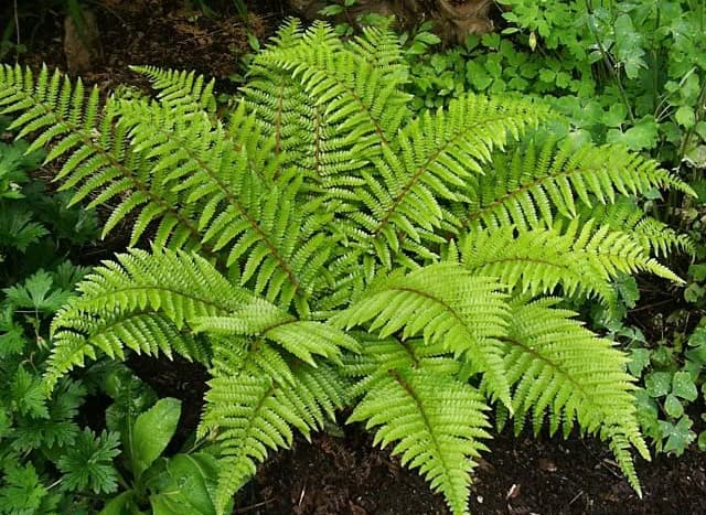 Japanese lace fern