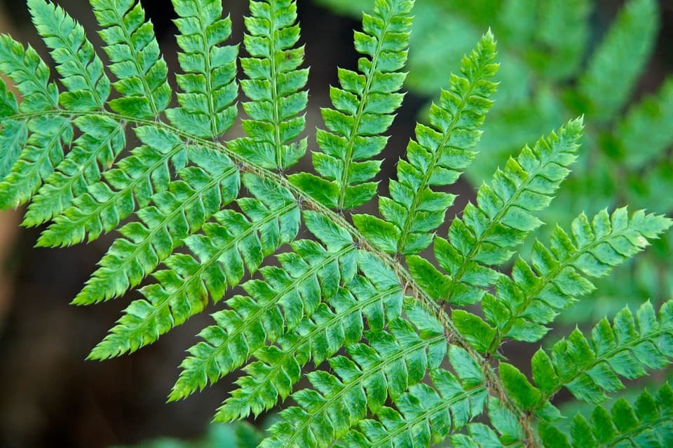 Japanese lace fern