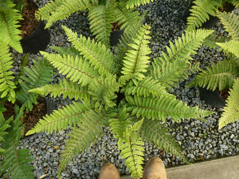 Japanese lace fern