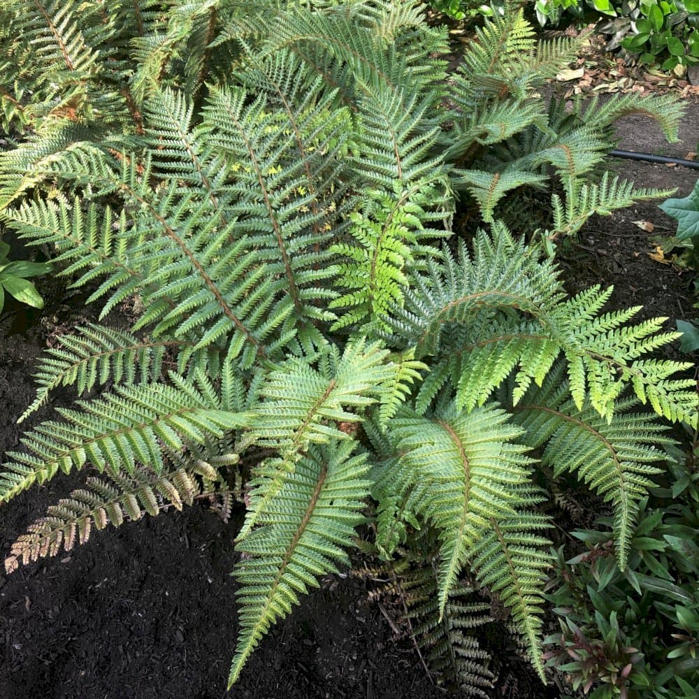 Japanese lace fern