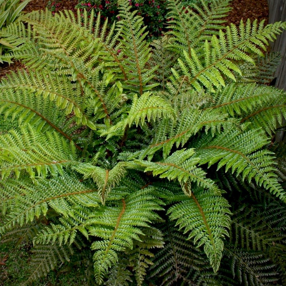 Japanese lace fern