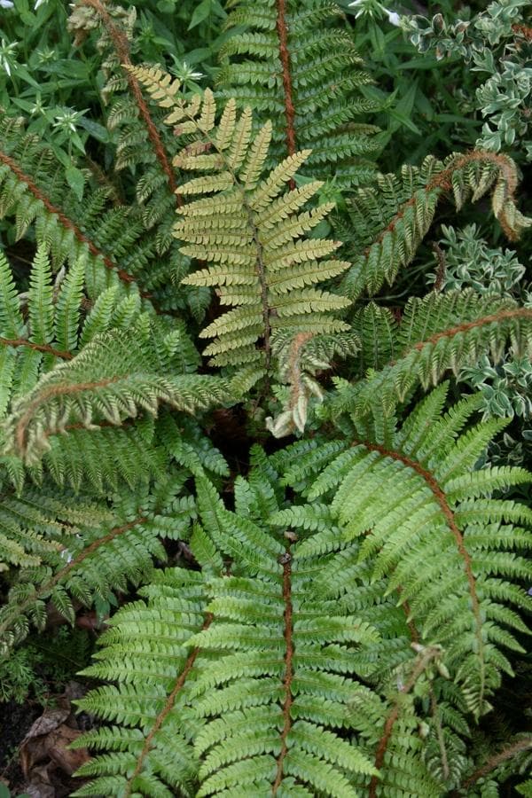 Japanese lace fern