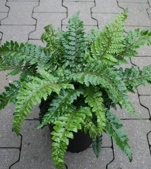 Japanese lace fern