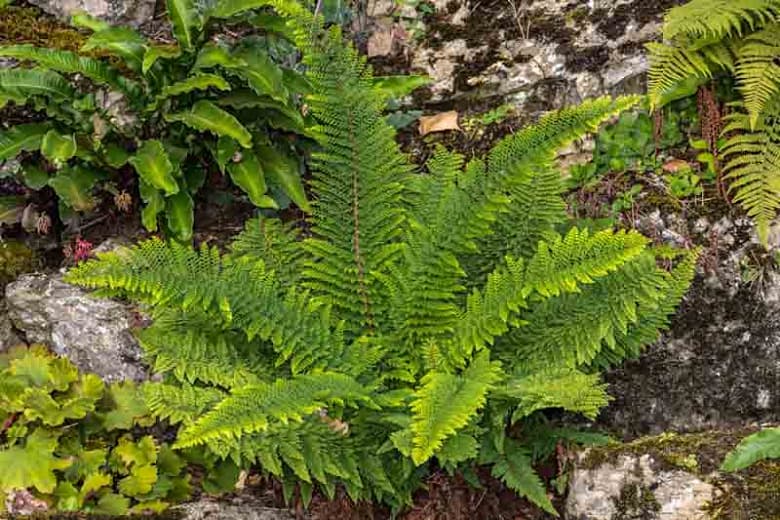 soft shield fern Divisilobum Group