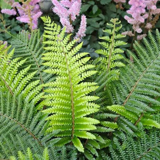 soft shield fern Divisilobum Group