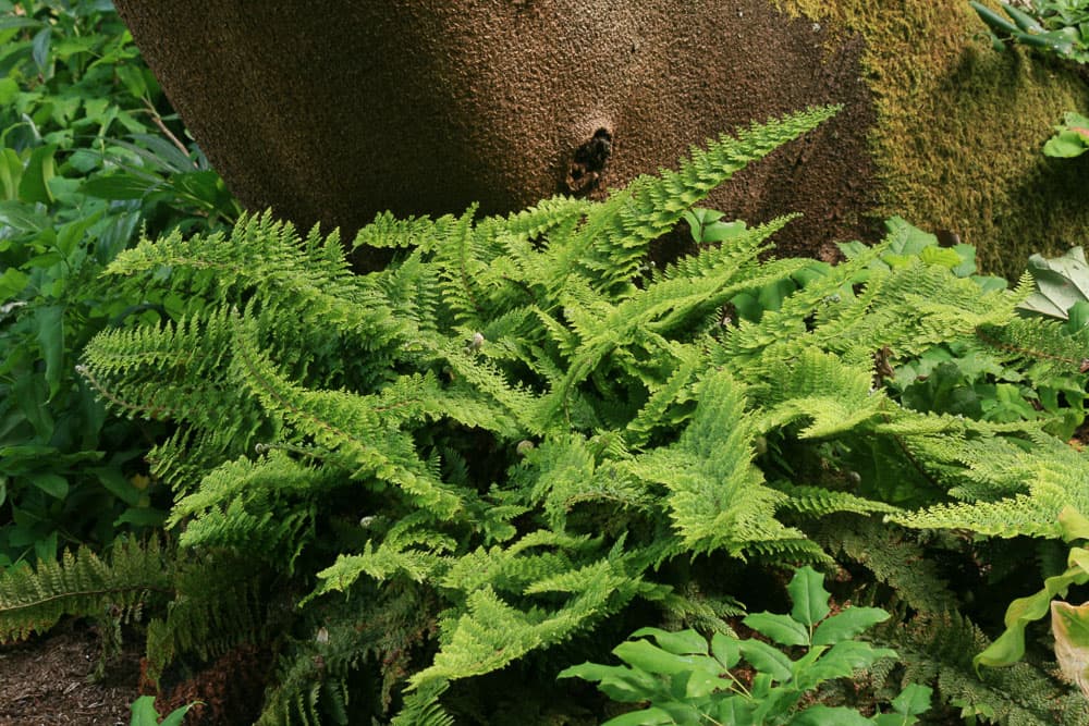 soft shield fern Divisilobum Group