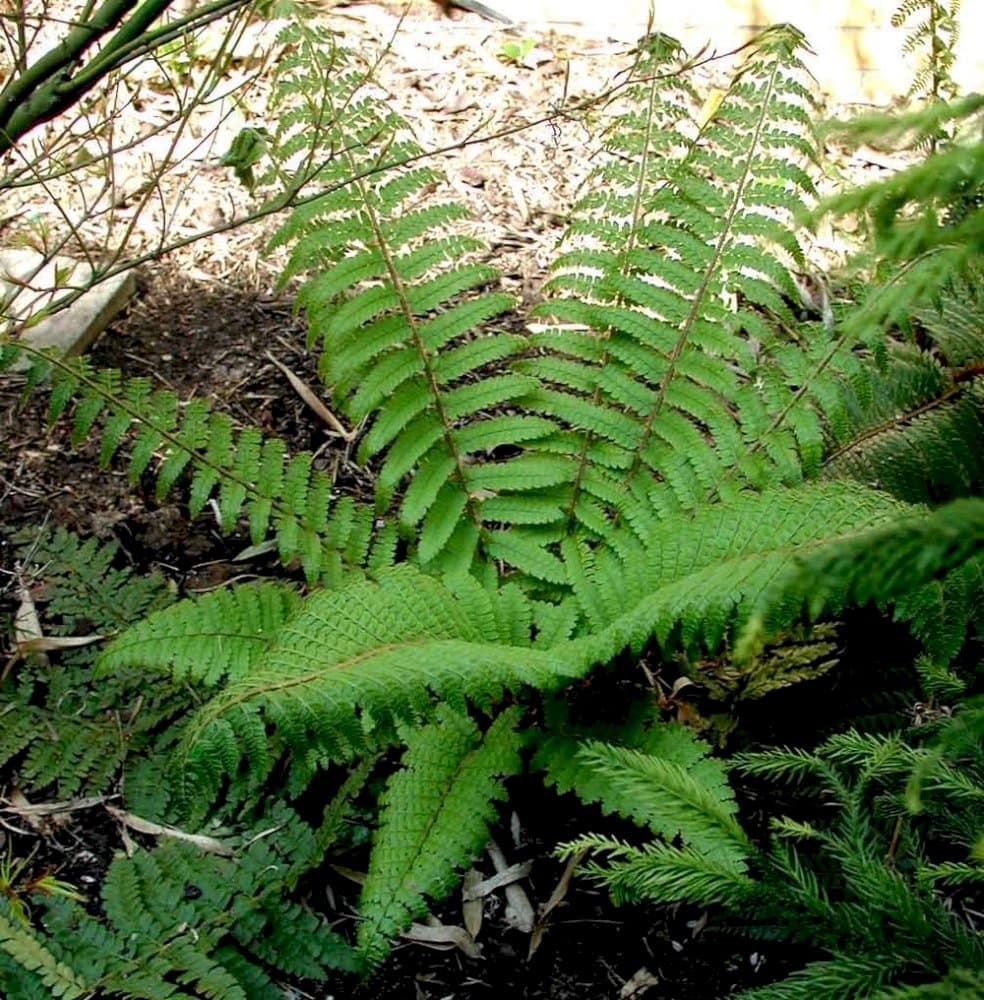 soft shield fern Divisilobum Group