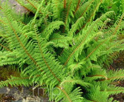 soft shield fern Divisilobum Group