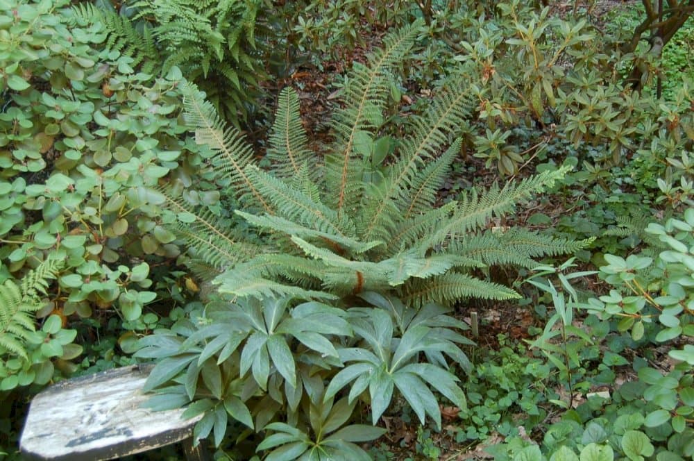 soft shield fern Divisilobum Group