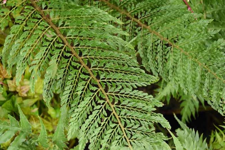 soft shield fern 'Divisilobum Iveryanum'