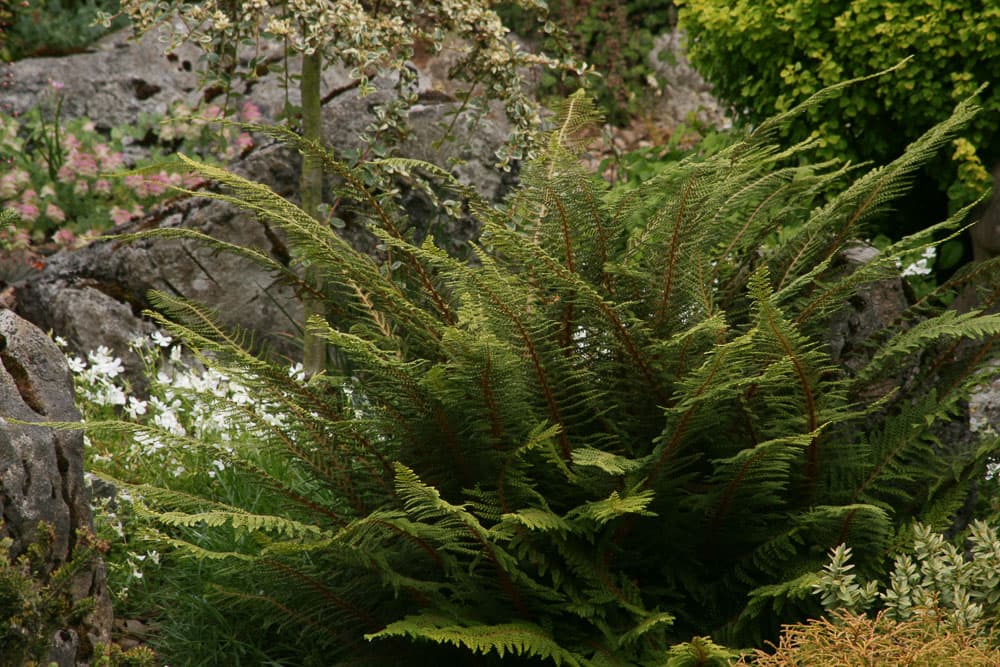 soft shield fern 'Divisilobum Iveryanum'