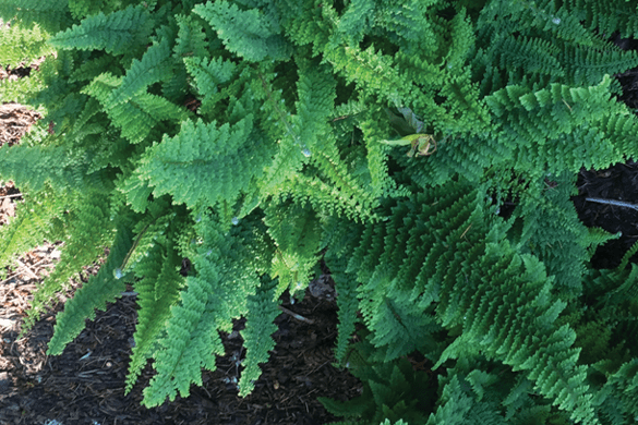 soft shield fern 'Divisilobum Iveryanum'