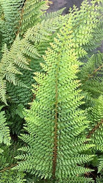 soft shield fern Plumosomultilobum Group