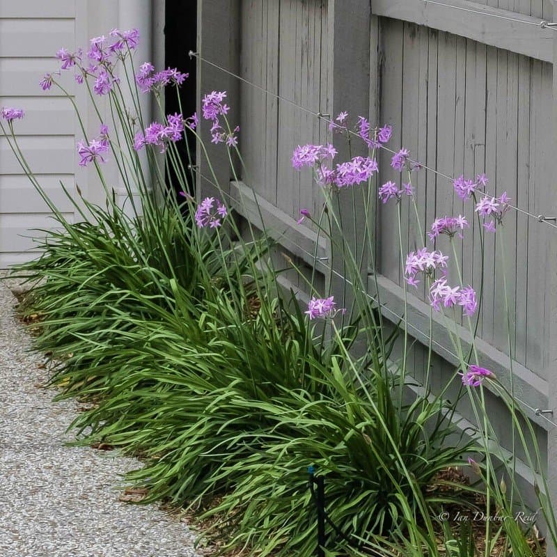 society garlic 'Silver Lace'