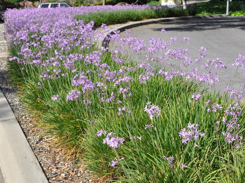 society garlic 'Silver Lace'