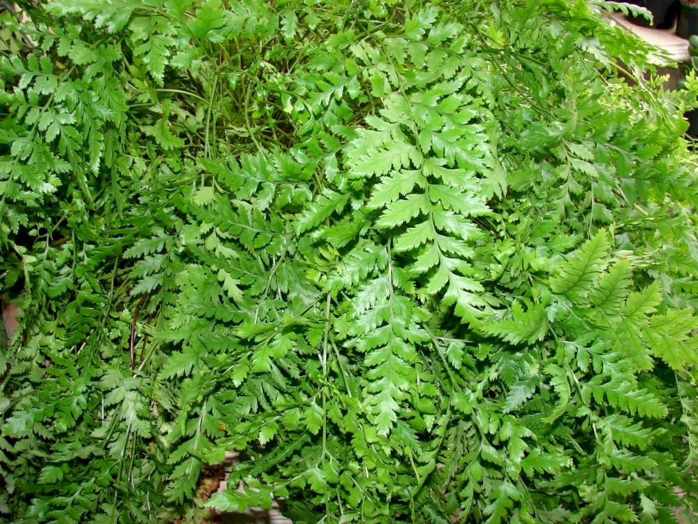 leather fern