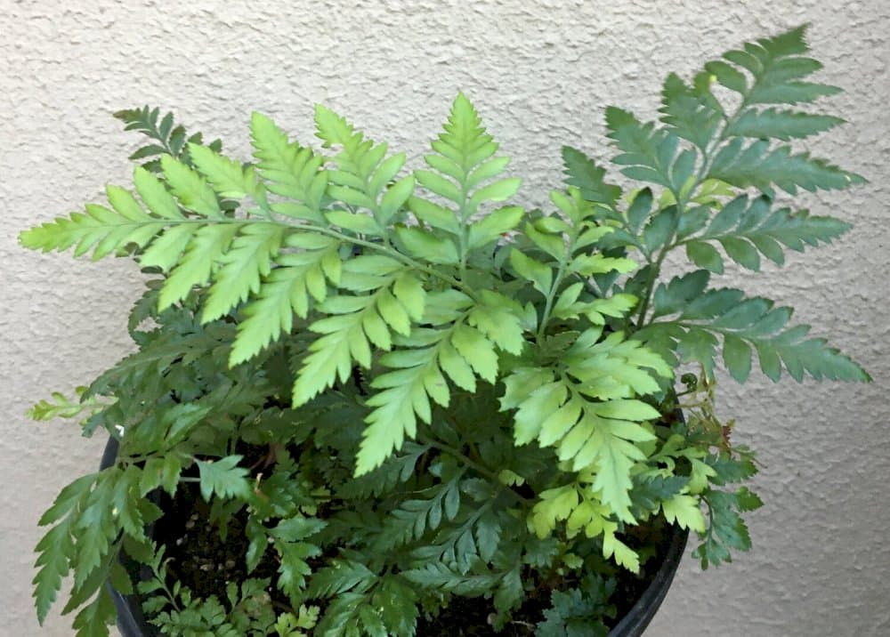 leather fern