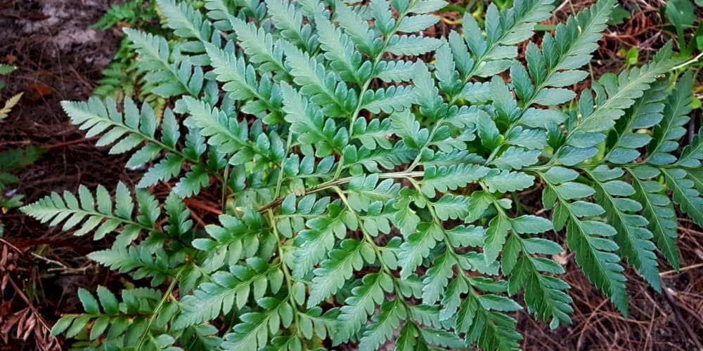 leather fern