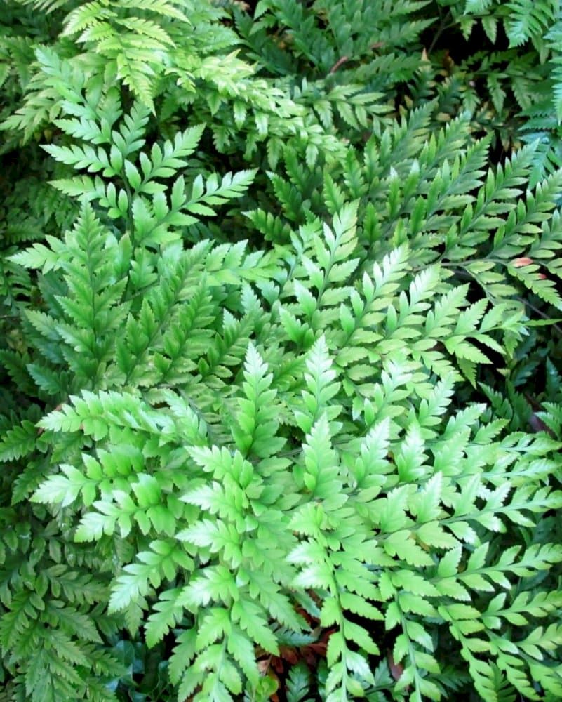 leather fern