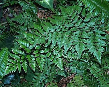 leather fern