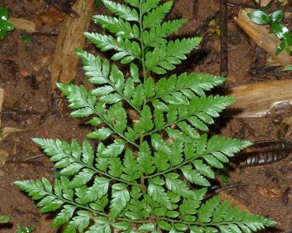 leather fern