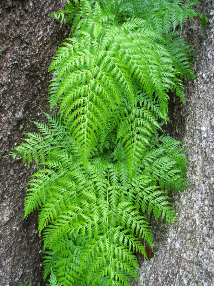 leather fern