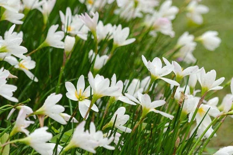 Peruvian swamp lily