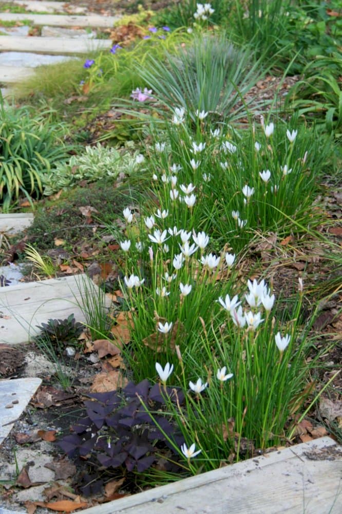 Peruvian swamp lily