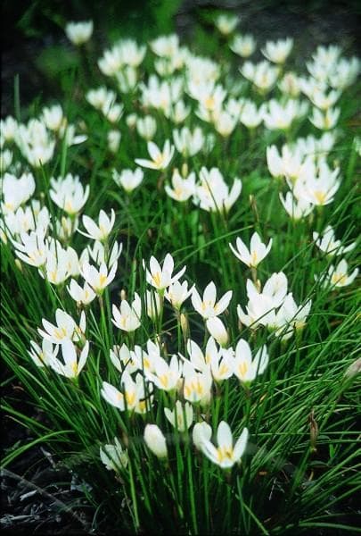 Peruvian swamp lily