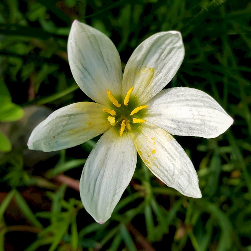 Peruvian swamp lily