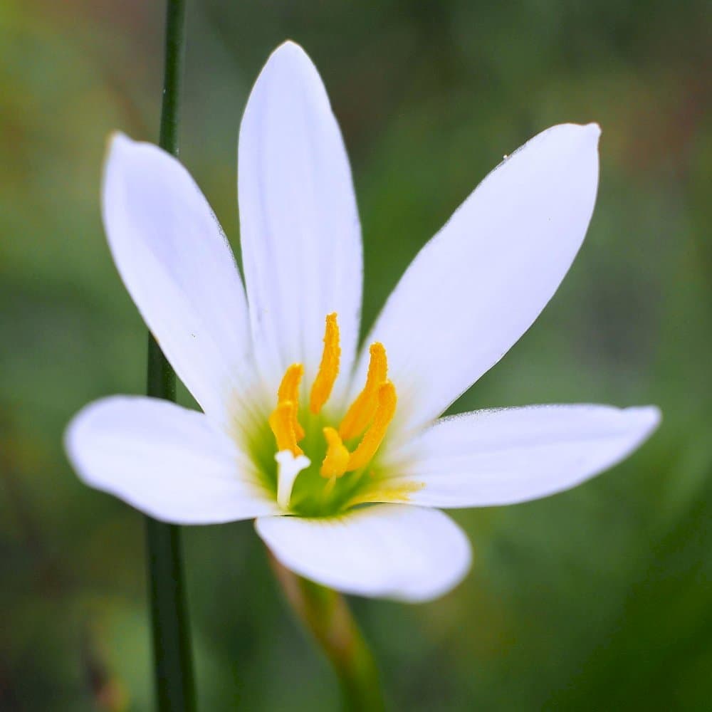 Peruvian swamp lily