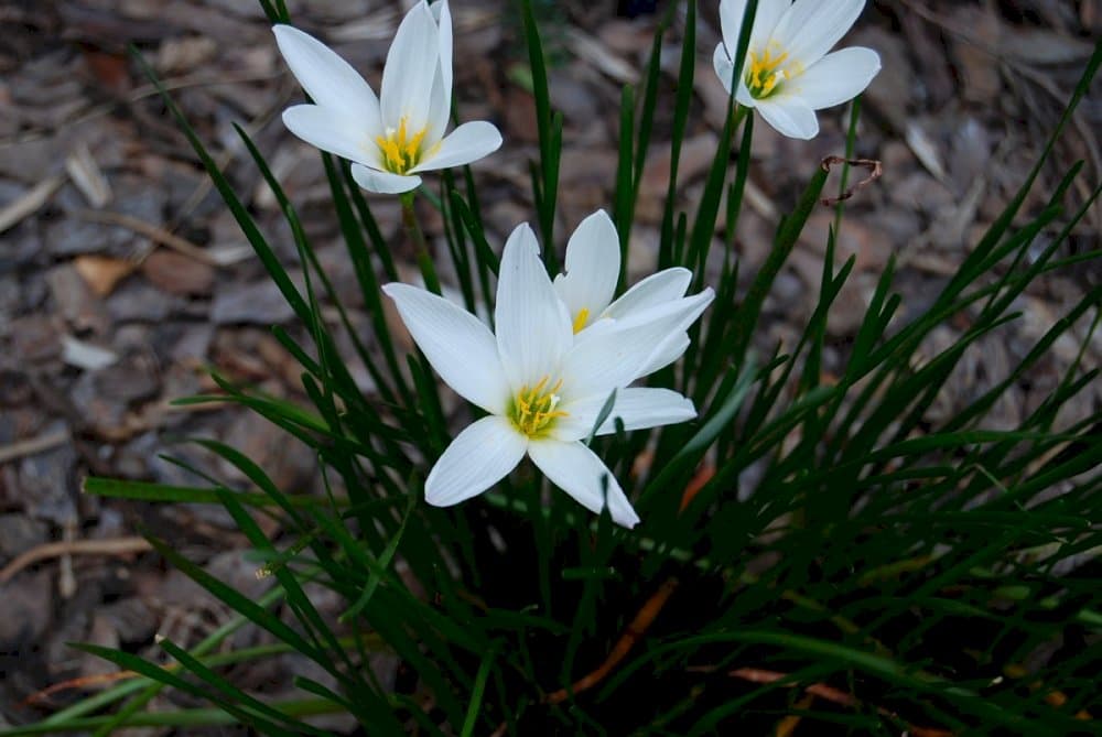 Peruvian swamp lily