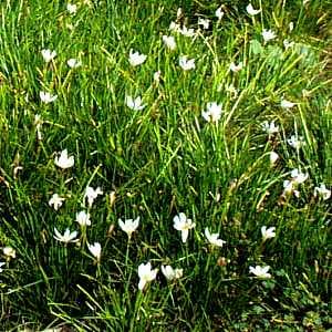 Peruvian swamp lily