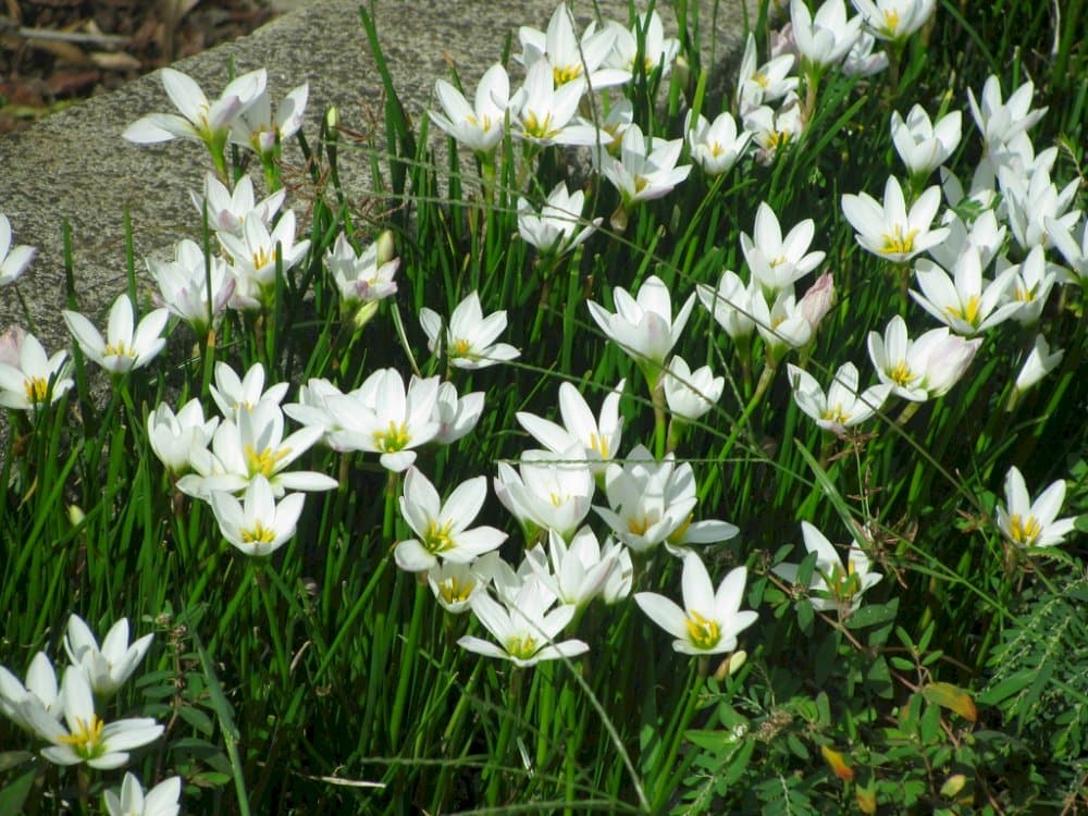 Peruvian swamp lily