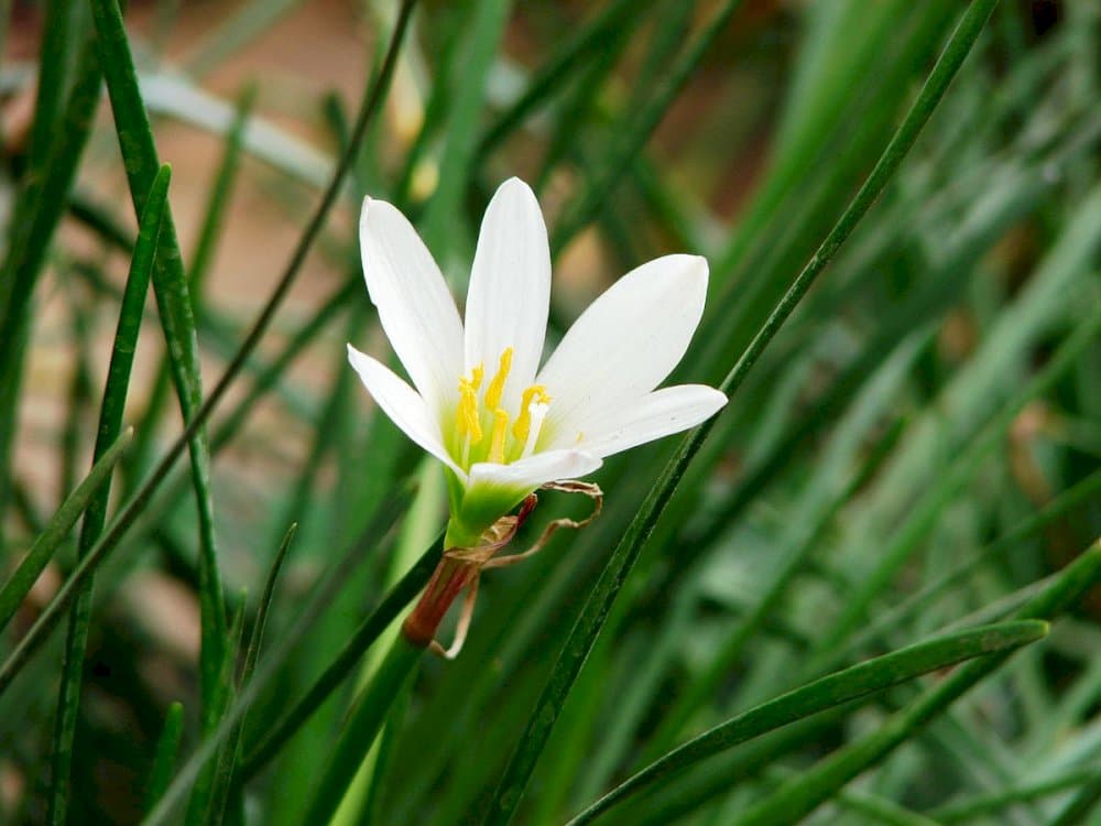 Peruvian swamp lily