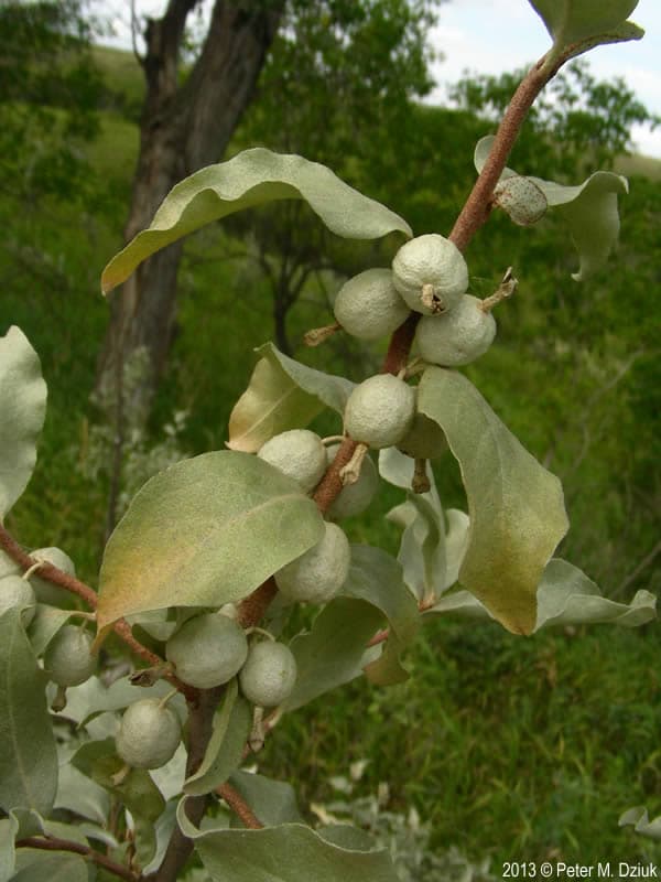 silver berry