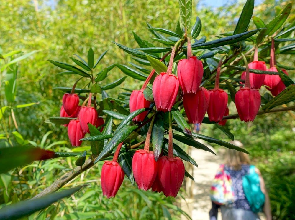 Chile lantern tree