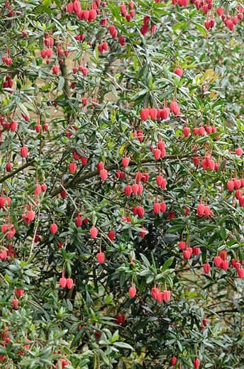 Chile lantern tree