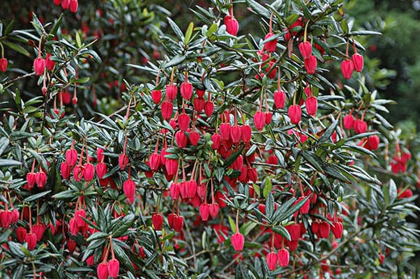 Chile lantern tree