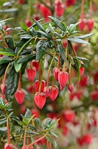 Chile lantern tree