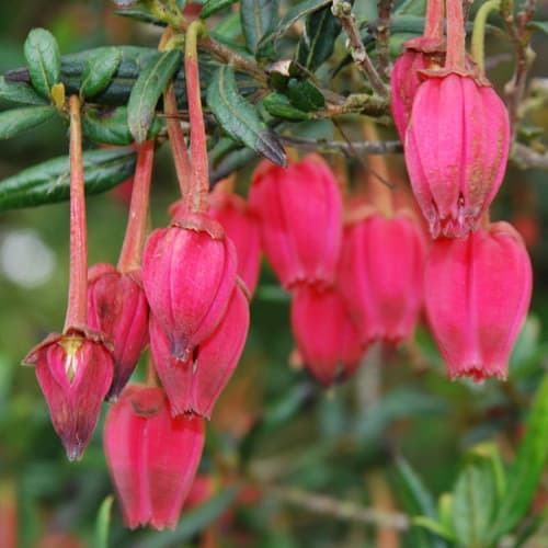 Chile lantern tree