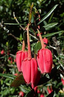 Chile lantern tree