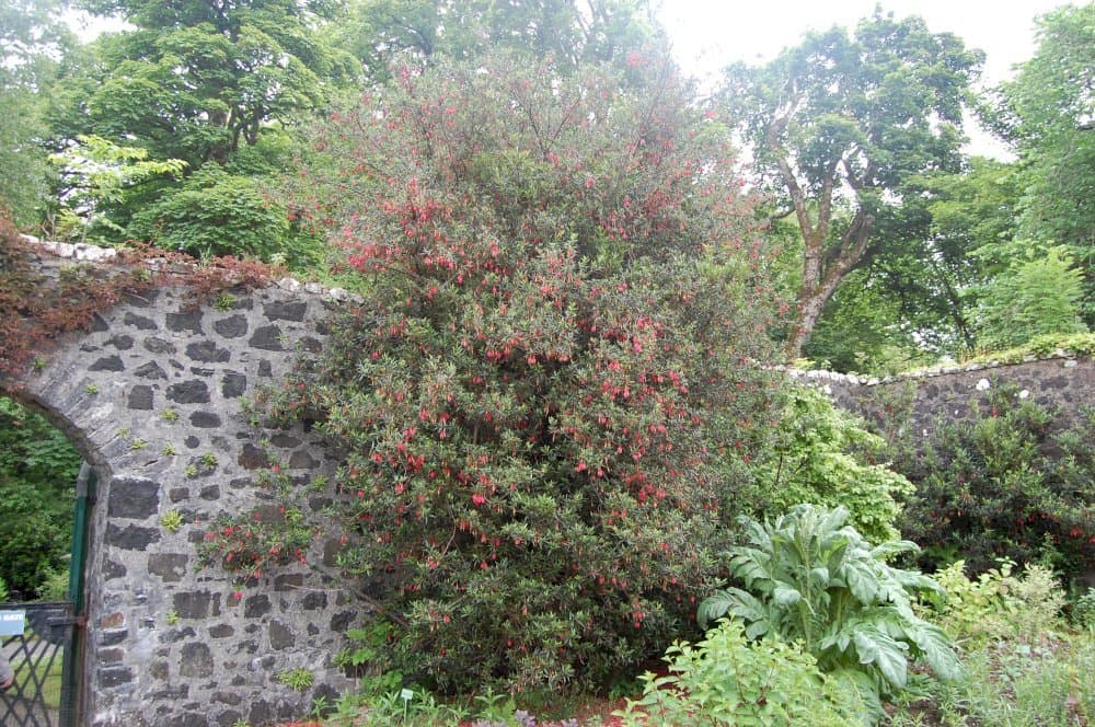 Chile lantern tree