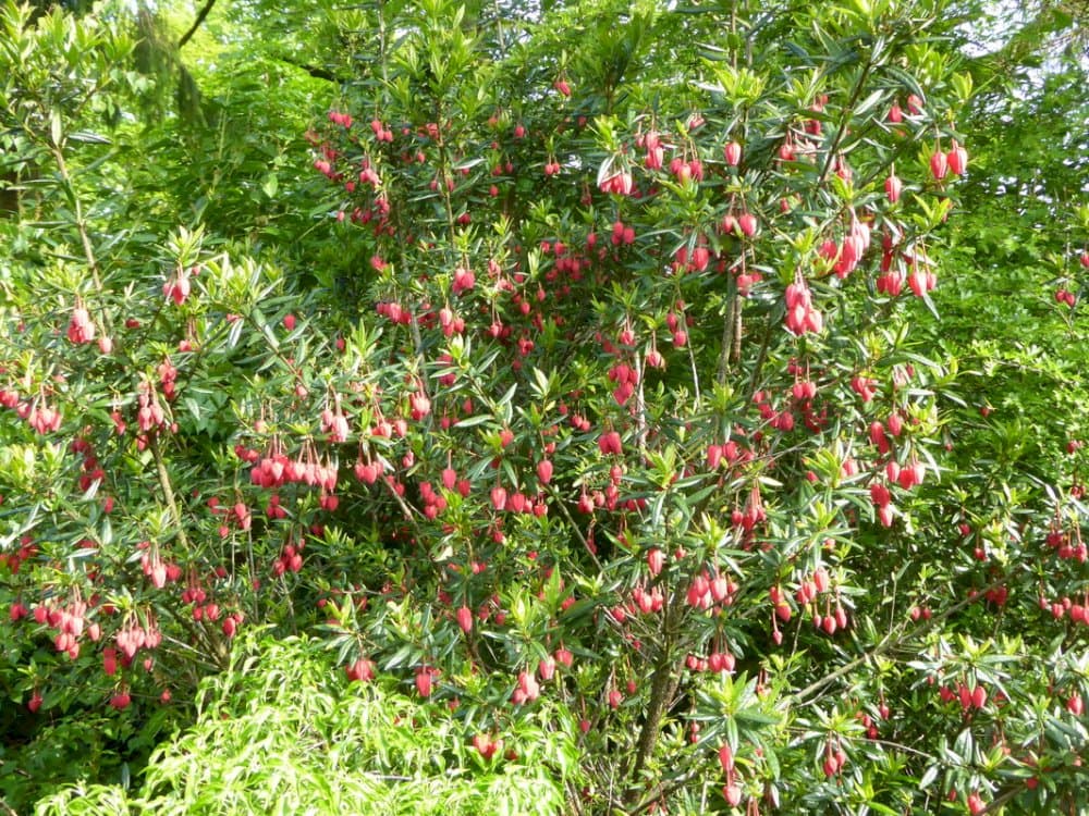 Chile lantern tree