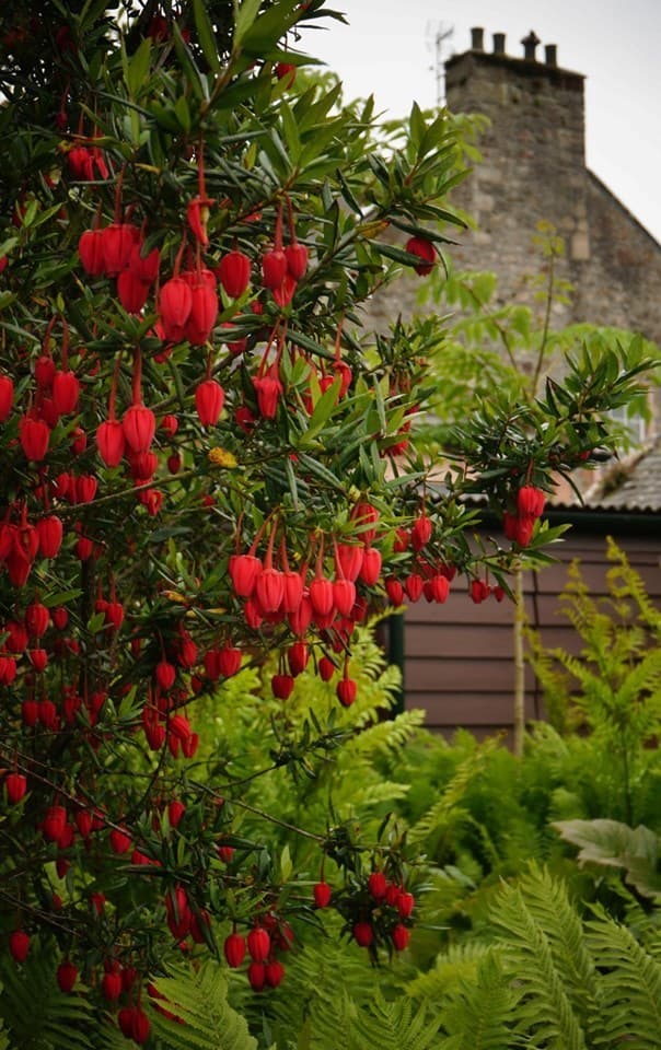 Chile lantern tree