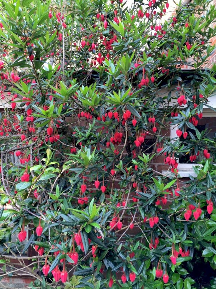 Chile lantern tree 'Ada Hoffmann'