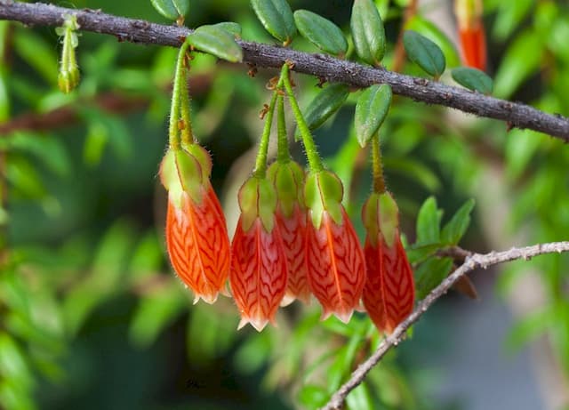 Creeping agapetes